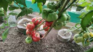 IMG_20250803_174301.thumb.jpg.7741f06fdca3d8a37a590ace29ac698b.jpg