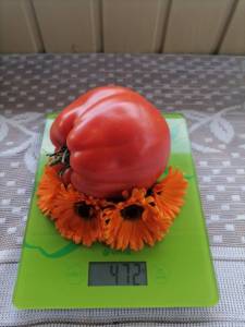 IMG_20250812_134009.thumb.jpg.2fa9ac33f177ff2cc9c2ab2928d0456b.jpg