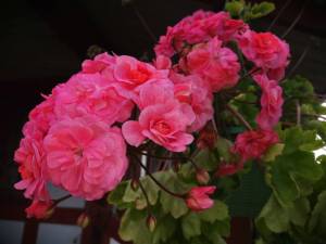 IMG_20250822_145210.thumb.jpg.2e8c834ad089bd8ae80ad17b1be7f475.jpg