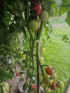 IMG_20250825_160703.thumb.jpg.de7da84ef0c73177d5fbdaf0b6ea3975.jpg