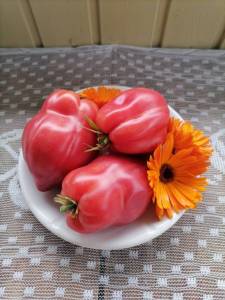 IMG_20250829_131149.thumb.jpg.97a5a737bb0ac88279fee99772346bc7.jpg