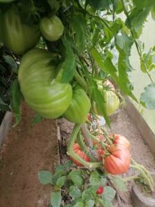 IMG_20250829_172558.thumb.jpg.7bb1f130dda889e888fe4b49d87f8a0f.jpg