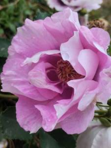 IMG_20250924_125421.jpg