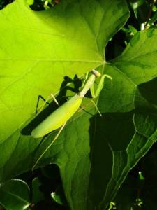 IMG_20251001_094431_116.jpg