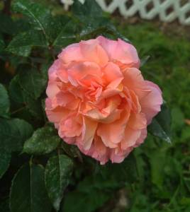 IMG_20251002_010010.jpg