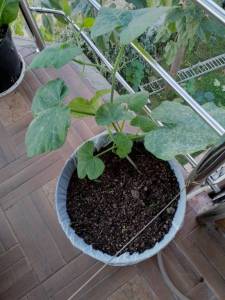 IMG_20251005_080856_493.jpg