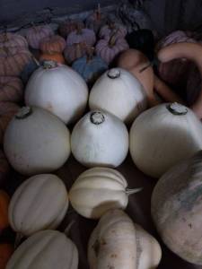 IMG_20251009_155856_911.jpg