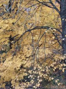 IMG_20251010_110128.thumb.jpg.aff8bbf0e595f3f16b5bcf0f89477803.jpg