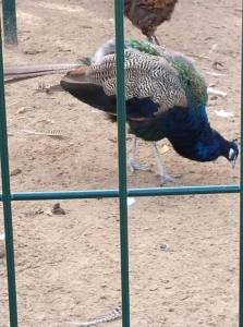 IMG_20251011_093558.thumb.jpg.849710e0365dbaa7c73bbb40951fbe6d.jpg