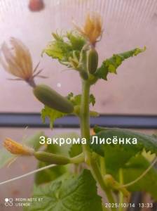 IMG_20251014_145606.thumb.jpg.b352c30083df29bc3142f3c2f9eaad52.jpg