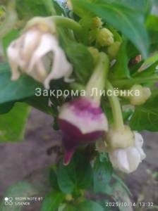 IMG_20251014_145646.thumb.jpg.df715c3fe7cf24fb05ad44d47c5ebca2.jpg