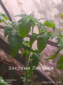 IMG_20251014_145740.thumb.jpg.123dd8590a3147897fd4d3f465f6c6bc.jpg
