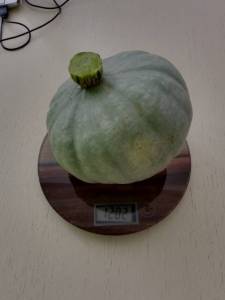 IMG_20251017_144123_448.jpg
