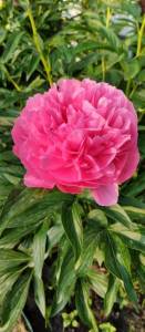 IMG_20251027_131501_550.jpg