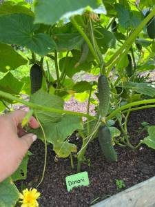 IMG_2299.jpeg
