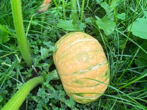 IMG_4055.jpeg