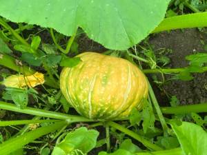 IMG_4067.jpeg