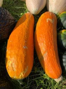 IMG_4626.jpeg