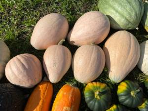 IMG_4628.thumb.jpeg.43efbb193e64f39cbed7073e64b38d70.jpeg