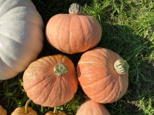 IMG_4633.jpeg