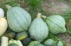 IMG_4873.thumb.jpeg.954200b7f35a8d84ef0ebc4005038ff7.jpeg