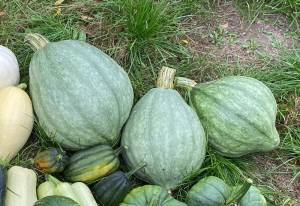 IMG_4873.thumb.jpeg.d112846a3872d46c91195983f3ede19c.jpeg