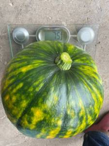IMG_4883.thumb.jpeg.a5ae7fee6d717657034d419872944ee3.jpeg