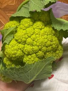 IMG_5770.thumb.jpeg.7b3ff8e9fd6f85cb0a73eecdad65068f.jpeg