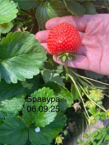 IMG_6633.jpeg