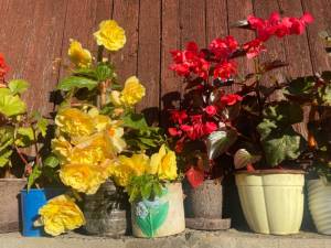 IMG_6978.jpeg