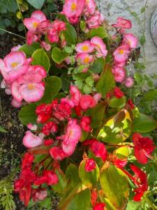 IMG_7604.jpeg