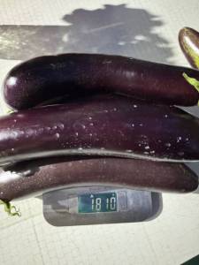 IMG_7912.jpeg