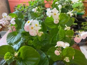 IMG_8136.jpeg