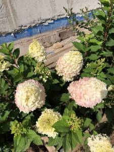IMG_8216.jpeg