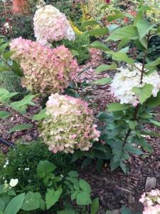 IMG_8224.jpeg