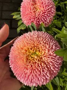 IMG_8618.jpeg