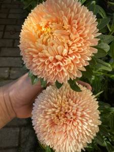 IMG_8619.jpeg
