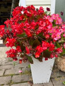 IMG_8692.jpeg