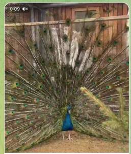 IMG_8711.jpeg