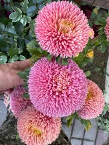 IMG_8744.jpeg