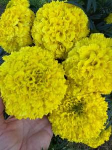 IMG_8748.jpeg