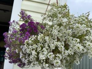 IMG_8918.jpeg