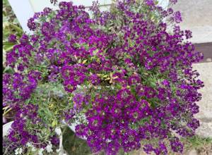 IMG_8959.jpeg