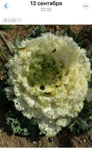 IMG_8960.jpeg