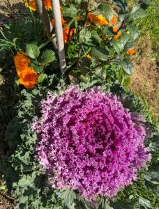 IMG_8961.jpeg