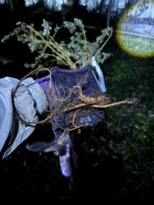 IMG_9113.jpeg