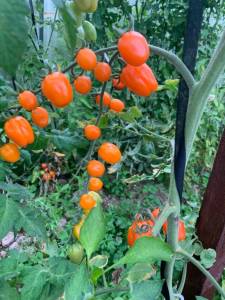 IMG_9301.jpeg