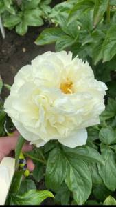 IMG_9831.jpeg
