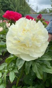 IMG_9832.jpeg