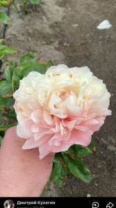 IMG_9833.jpeg